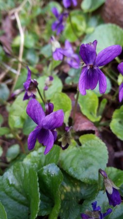 Фиалка душистая viola odorata