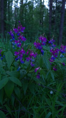 Lathyrus vernus rosenelfe.