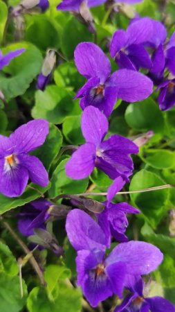 Фиалка душистая viola odorata konigin charlotte