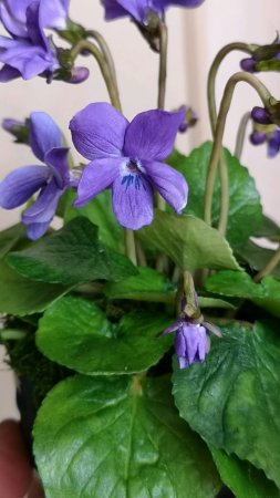 Фиалка (viola odorata)