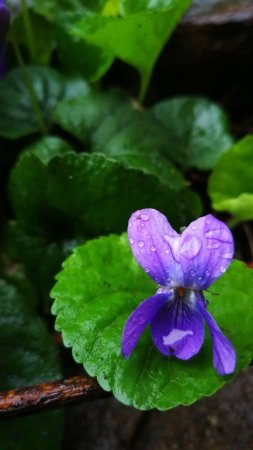 Фиалка душистая viola odorata