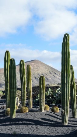 Lanzarote canary islands