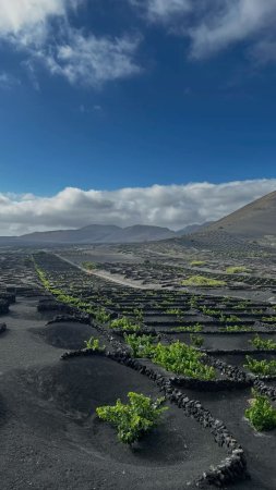 Вулканические виноградники острова лансароте