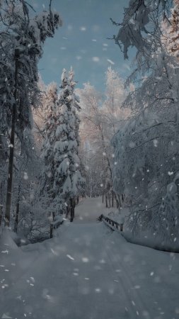 Лес зима