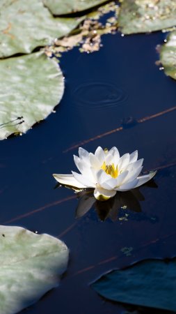White water lily