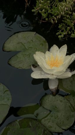 Nymphaea tetragona