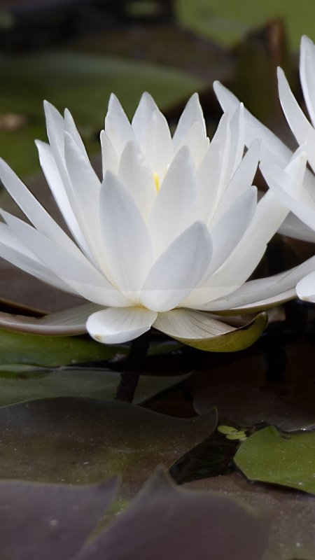 White water lily