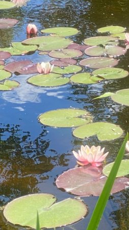 Water lily pond
