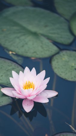 Кувшинка водяная лилия