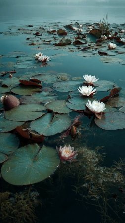 Lotus water lilies