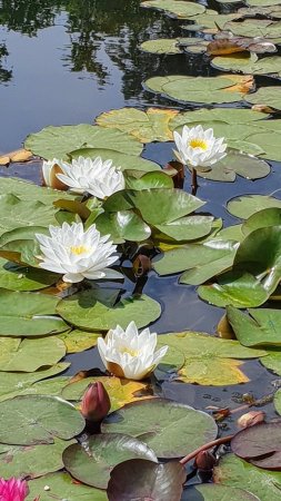 Nymphaea alba (european white water lily)