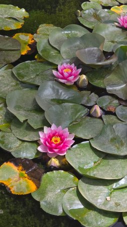 Nymphaea tetragona