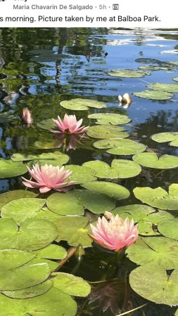 Pond with water lilies