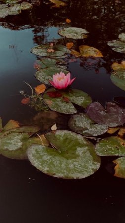 A water lily pond