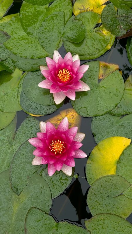 Lotus water lilies