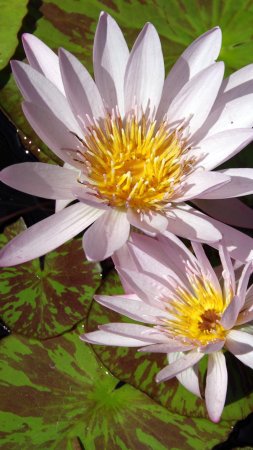 Nymphaea nouchali var caerulea