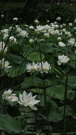 Lotus water lilies