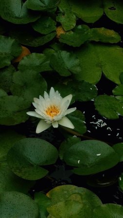 Nymphaea alba (european white water lily)