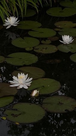 Nymphaea alba (european white water lily)