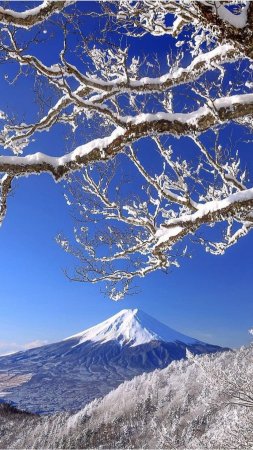 Snow covered tree скачать фон 1080 x 1920