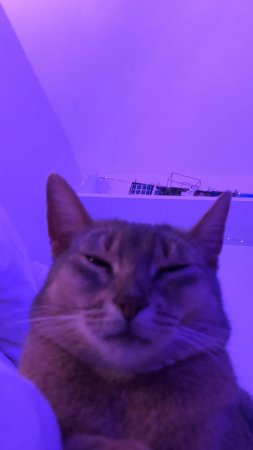 Котики фиолетовые