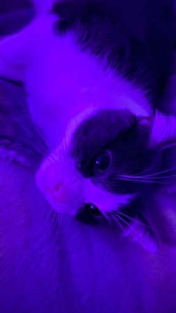 Cat aesthetic