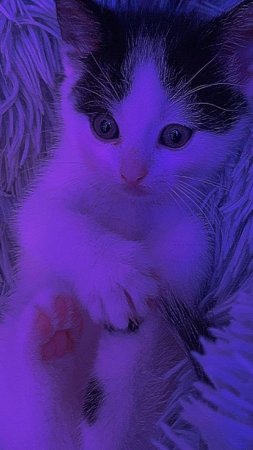 Милые котенок