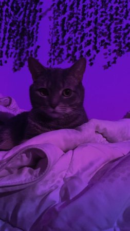 Кошка фиолетового цвета