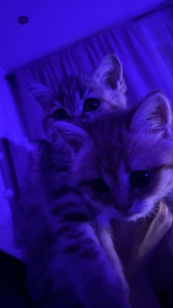 Милый фиолетовый котенок