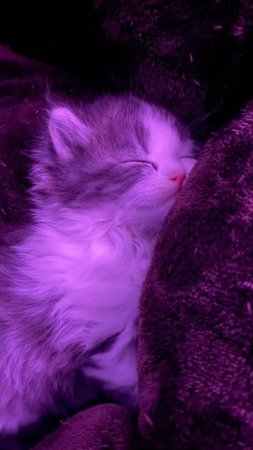 Милые фиолетовые котики