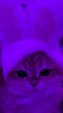Милый фиолетовый котик