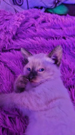 Котики фиолетовые