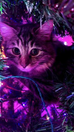Новогодний котик