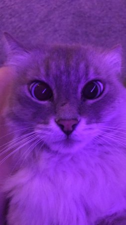 Фиолетовый котик