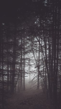 Фон мрачный лес