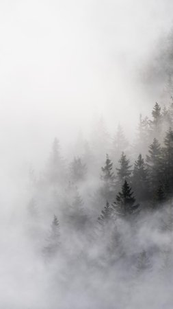 Туманные леса