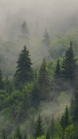 Misty forest