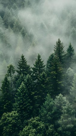 Mystical foggy woodland