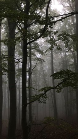 Misty forest