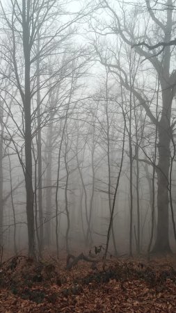 Foggy forest