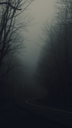 Дорога лес