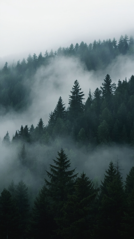 Foggy forest