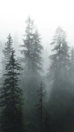 Foggy pine forest wallpaper