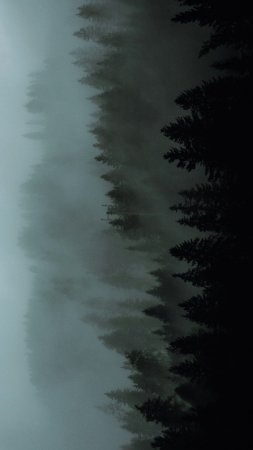 Лес пейзаж