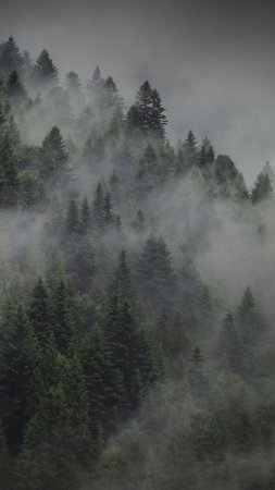 Хвойный лес в тумане