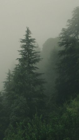 Trees in the fog on a mountain side