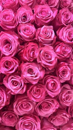 Роза 🌹