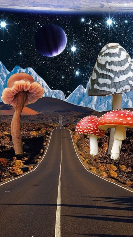 Мухомор аманита мускария скачать фон 1080 x 1920