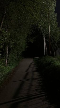 Дорога в лесу ночью