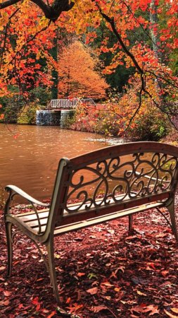 Park bench скачать фон 1424 x 2532